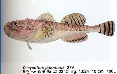 Dasycottus japonicus